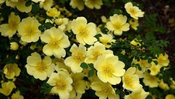 蔷薇品种大全介绍及图片