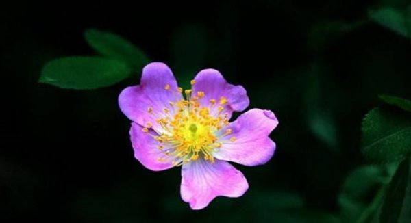 蔷薇品种大全介绍及图片