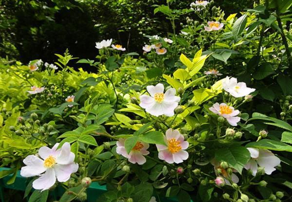 蔷薇品种大全介绍及图片