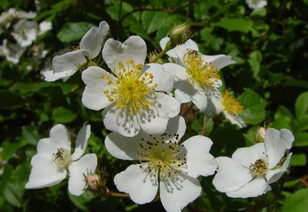 蔷薇品种大全介绍及图片