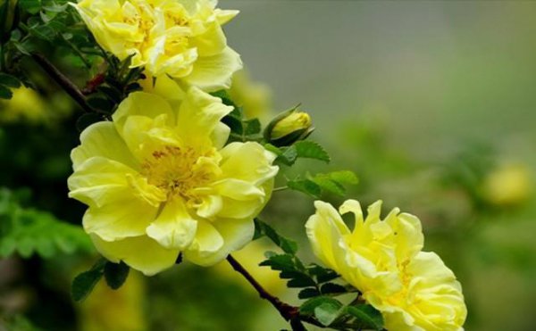 蔷薇品种大全介绍及图片