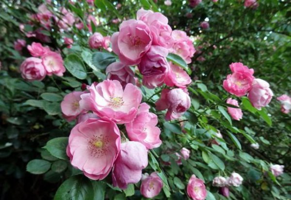 蔷薇品种大全介绍及图片