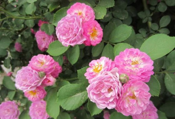 蔷薇品种大全介绍及图片