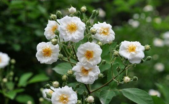 蔷薇品种大全介绍及图片