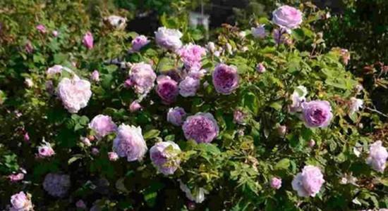 蔷薇品种大全介绍及图片