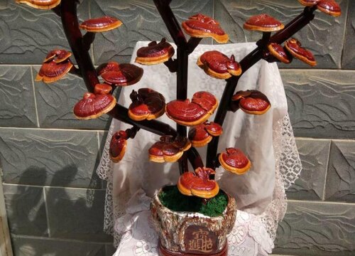 薄树芝和灵芝的区别