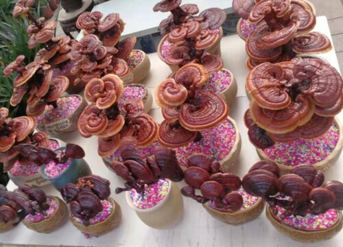 薄树芝和灵芝的区别