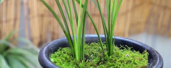 兰花冬天新苗怎么养护