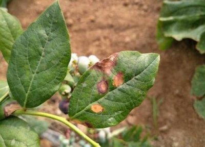 蓝莓炭疽病发病原因 蓝莓炭疽病的发病原因及治疗方法