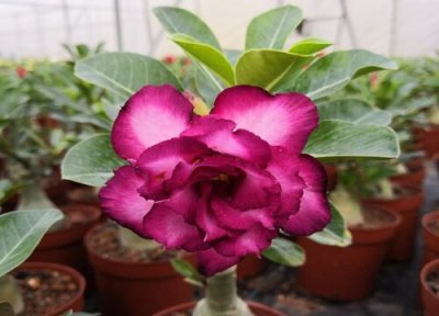 沙漠玫瑰怎么养才能更旺盛 沙漠玫瑰如何养才有开花能力