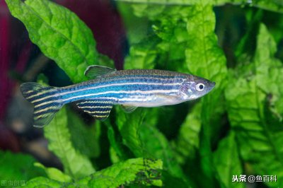 斑马鱼好养吗需要注意什么 斑马鱼的喂食频率和饲料介绍