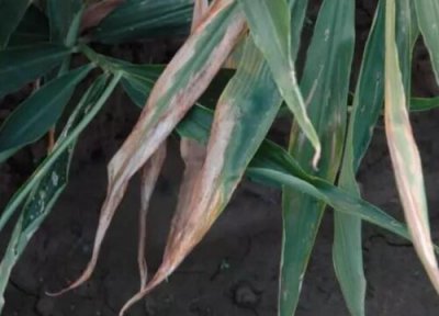 生姜种植中常见病害 种植生姜病虫害防治技术与方法措施