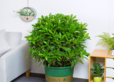 怎么养非洲茉莉 非洲茉莉如何轻松养殖