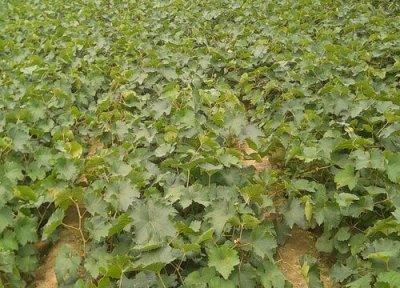 葡萄幼苗施肥用什么肥料好 新栽葡萄苗期需要怎样施肥