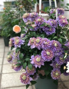 魔法喷泉铁线莲优缺点 二类铁线莲魔法喷泉重瓣耐寒特性