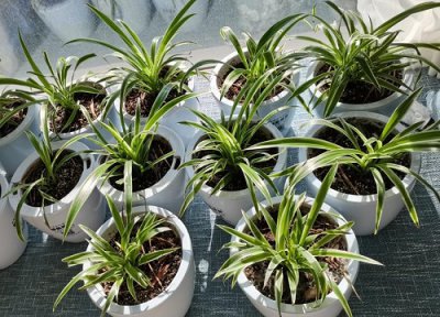 吊兰的生长环境应该注意什么 夏天养吊兰放置在什么位置从不黄叶干尖