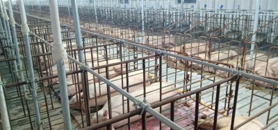 封闭式猪场打工的感受 在封闭式猪场打工的工资待遇