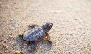 乌龟新手养殖户注意事项 新手养乌龟该怎么养?