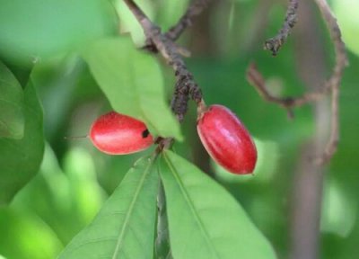 神秘果是什么水果 神秘果属于什么水果