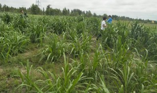 菌草适合什么地方种植 哪些地方种植菌草比较适合