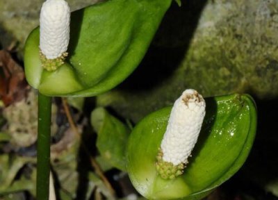 合果芋开花吗 开花的样子 图片