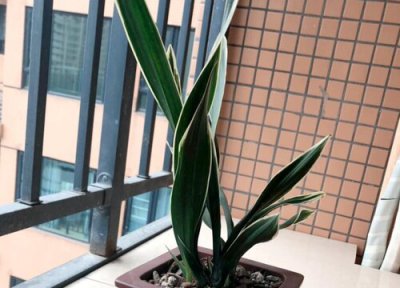 北方兰花冬天怎样浇水 北方兰花养护有哪些浇水注意事项