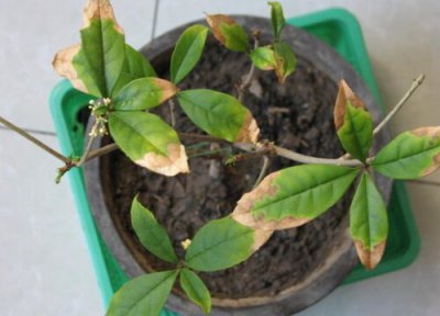 桂花树种植中常见病害 桂花树病虫害防治技术与方法措施