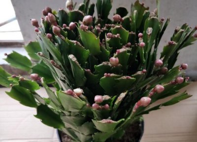 蟹爪兰如何安全度夏 蟹爪兰如何做好防虫工作度夏更好过