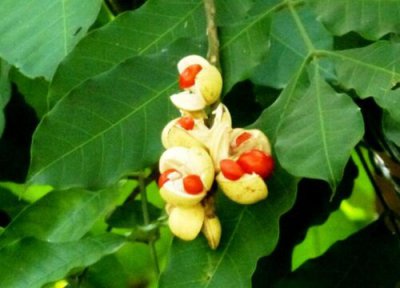 红豆开花有什么寓意 花语是什么象征