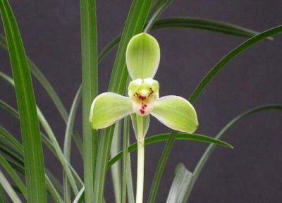 宋梅什么时候开花 一般几月份开花