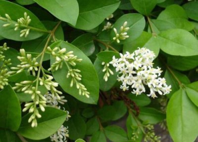 女贞花期时间 女贞花期是什么时候