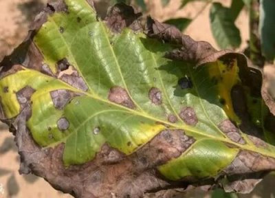 核桃种植中常见病害 核桃病虫害防治技术与方法措施