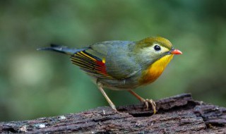益鸟麻雀吃什么害虫作为食物 益鸟麻雀吃哪些害虫作为食物