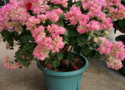 三角梅怎样复花快的诀窍 开败后使它再次快速地开花