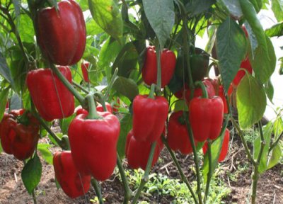 甜椒种植时间 甜椒种植时间和方法