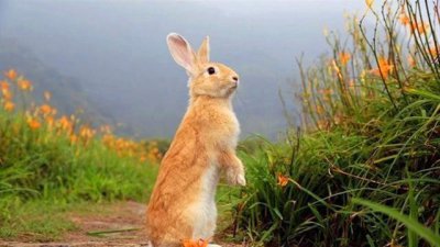 兔子吃什么草长得快又胖 吃草长得快还是吃饲料长得快