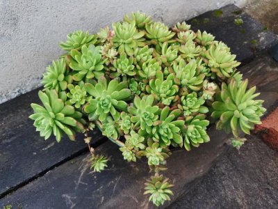 马库斯多肉皮实好养不休眠 马库斯多肉养殖方法和注意事项