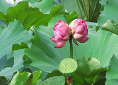 并蹄莲什么时候开花 并蹄莲开花后怎么处理