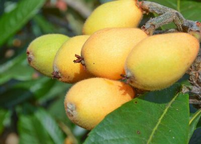 武汉枇杷成熟时间 武汉枇杷什么时候成熟