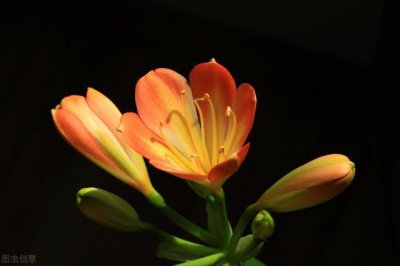 君子兰什么时候换土比较合适 君子最佳换土换盆时间