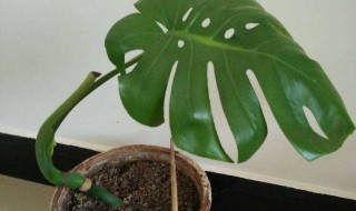 龟背竹换盆时间及注意事项 龟背竹这个季节可以换盆不