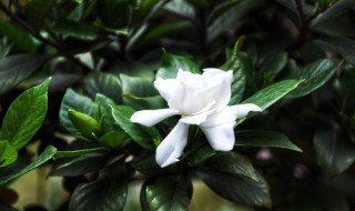 普通客厅适合养什么植物 客厅可以种什么植物