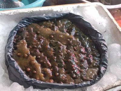 无刺海参和有刺海参哪个好吃 海参带刺和没刺的区别大吗