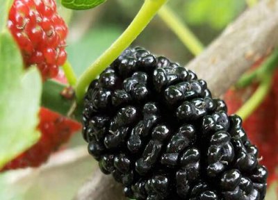 中国桑葚之乡在哪 哪个地方的桑葚才是最正宗的