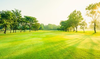 农村院子大门口放什么植物 农村院子大门口放哪些植物