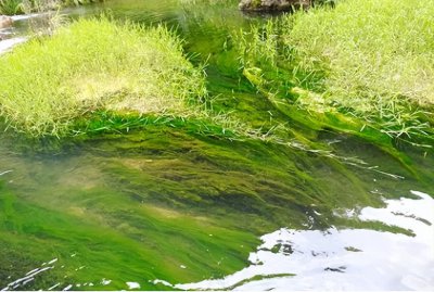 青苔可以吃吗 河里的青苔能不能作为食物让人类食用