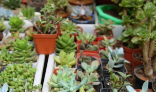 常见植物常识有哪些 常见植物常识有什么