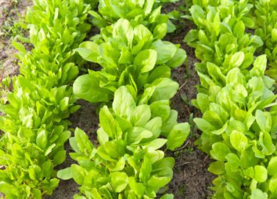 腊月可以种菜吗 腊月适合种什么蔬菜