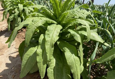 莴笋什么时候种植最好 莴笋播种育苗及管理方法