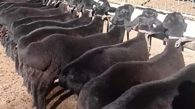 养殖有什么好项目 回农村老家有前景又赚钱的养殖项目